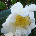 Camellia japonica 'Lulu Belle'